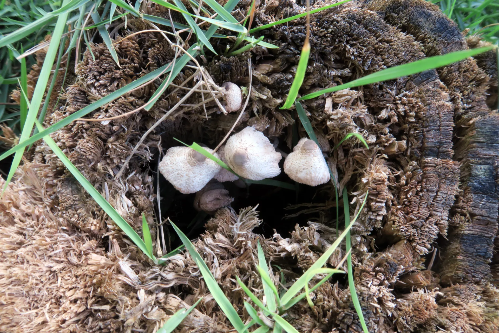 Leucocoprinus cepistipes - 1 - IMG_1712